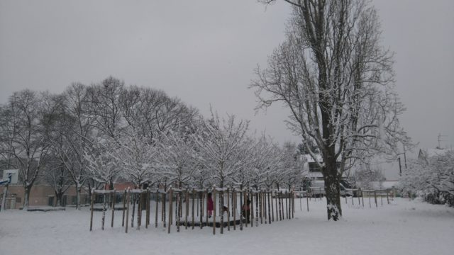雪と木
